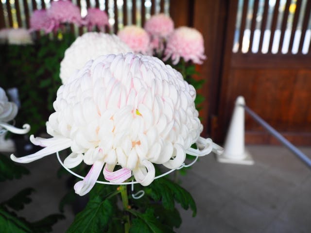 菊の花