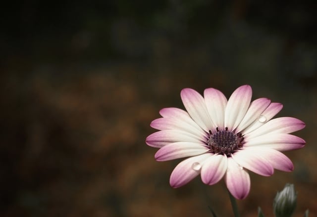 家族が危篤と言われたら?葬儀に備えるにはどうしたらよいのか