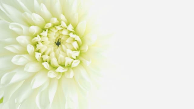 家族葬は終わった後が大変?家族葬のその後にすべきことと注意点